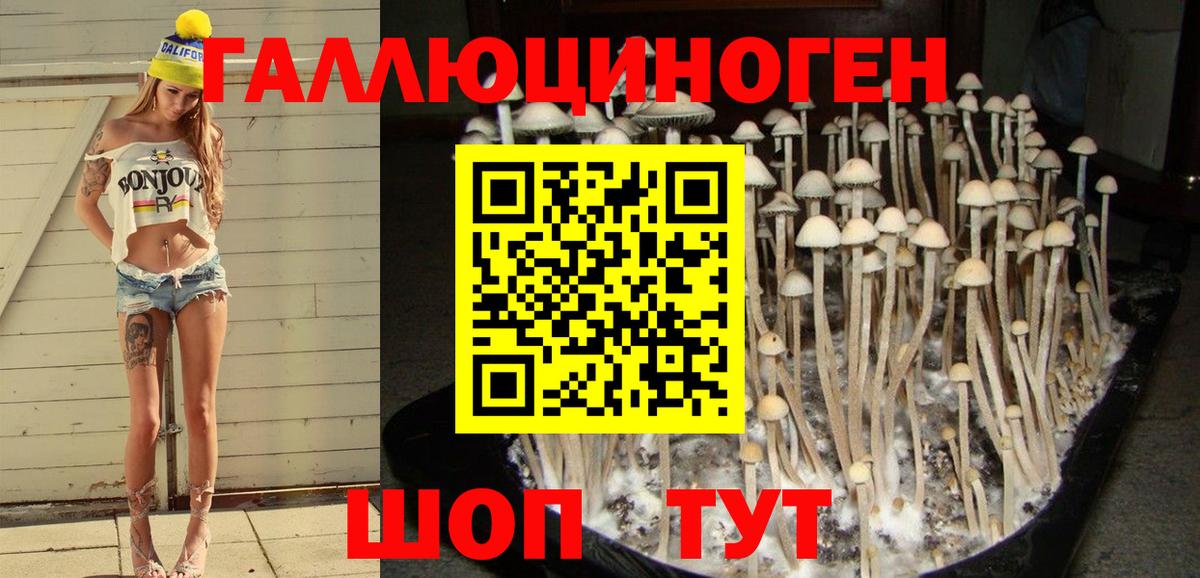 Псилоцибиновые грибы Psilocybe  закладка  Кисловодск  Вход с VPN 